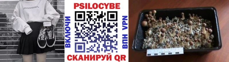 Галлюциногенные грибы Psilocybine cubensis  сколько стоит  Зима 