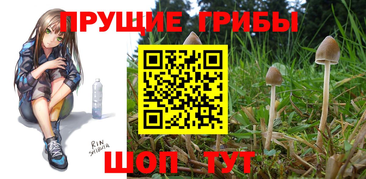 Псилоцибиновые грибы Magic Shrooms  Зима  Псилоцибиновые грибы Psilocybe 